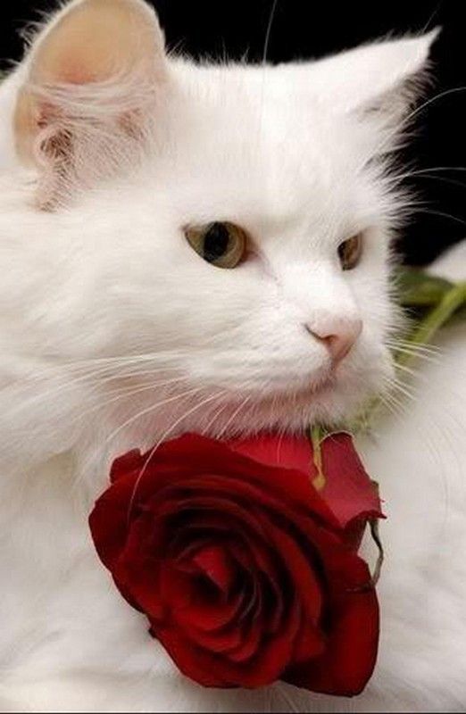 chat à la rose