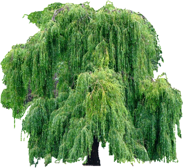 gif arbre