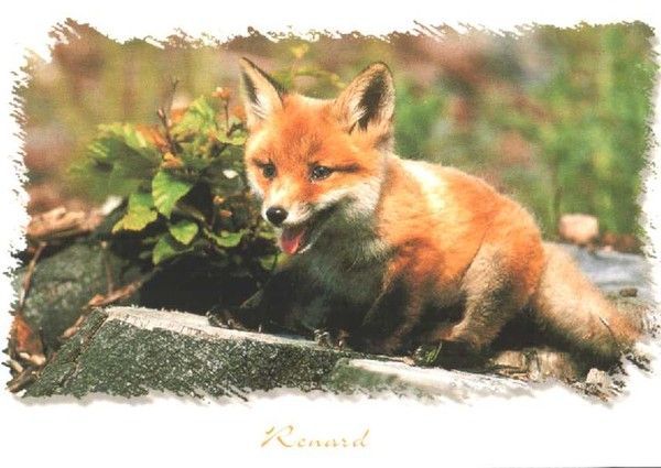 renard rub renard